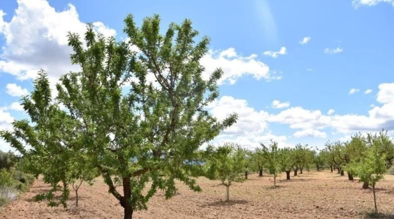 Teruel - Arens de Lledó - 11331m2