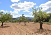 Xalet independent amb terreny en venda a la España, Arenys de Lledó, ref.: TR311454 foto