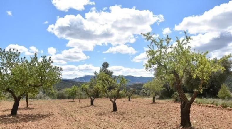 Teruel - Arens de Lledó - 11331m2