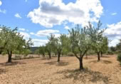 Xalet independent amb terreny en venda a la España, Arenys de Lledó, ref.: TR311454 foto