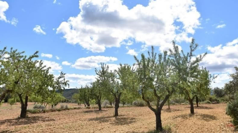 Teruel - Arens de Lledó - 11331m2