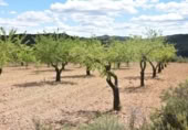 Xalet independent amb terreny en venda a la España, Arenys de Lledó, ref.: TR311454 foto