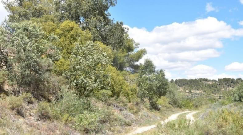 Teruel - Arens de Lledó - 11331m2