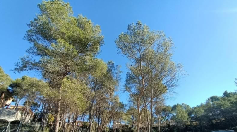 Barcelona - Canyelles - 426m2