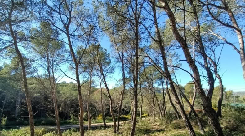 Barcelona - Canyelles - 426m2