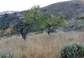 Terreny no urbanitzable en venda a la España, Sedella, ref.: TR168122 foto