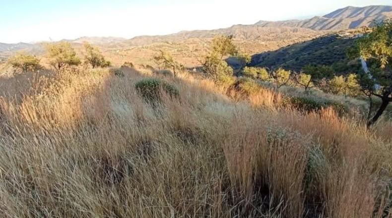 Málaga - Sedella - 5945m2