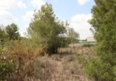 House with land for sale on España, Torrent, ref: TR304851 photo