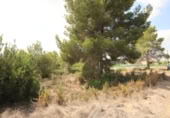 House with land for sale on España, Torrent, ref: TR304851 photo