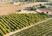Terreny no urbanitzable en venda a la España, Santa Bàrbara, ref.: TR172987 foto