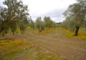 Non-developable land for sale on España, Llubí, ref: TR268902 photo