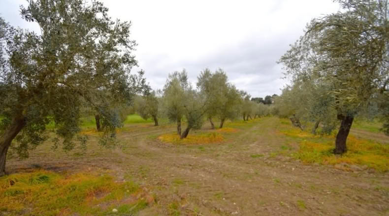 Balearic Islands - Llubí - 3603m2