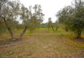 Non-developable land for sale on España, Llubí, ref: TR268902 photo