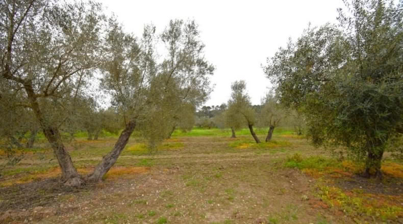 Balearic Islands - Llubí - 3603m2