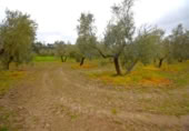 Non-developable land for sale on España, Llubí, ref: TR268902 photo