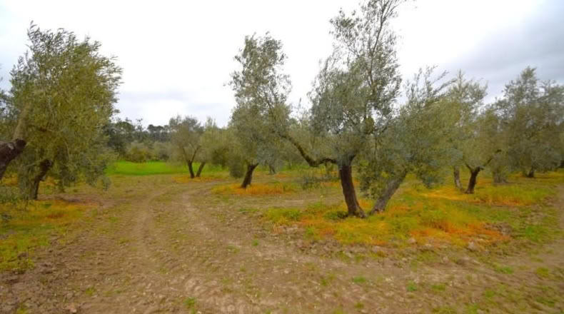 Balearic Islands - Llubí - 3603m2