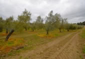 Non-developable land for sale on España, Llubí, ref: TR268902 photo