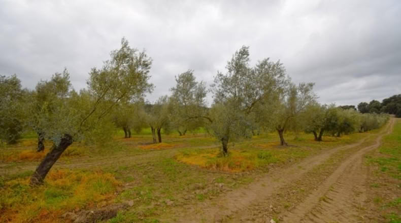 Balearic Islands - Llubí - 3603m2