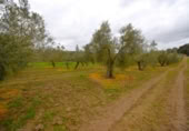 Non-developable land for sale on España, Llubí, ref: TR268902 photo