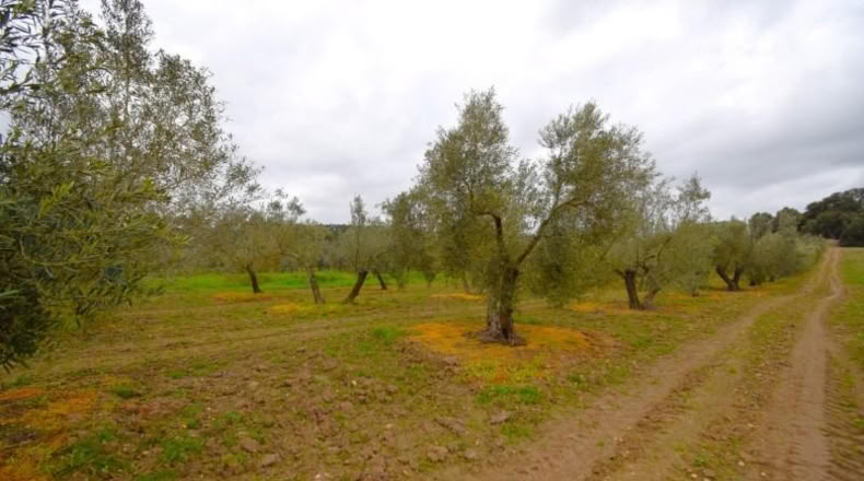 Balearic Islands - Llubí - 3603m2