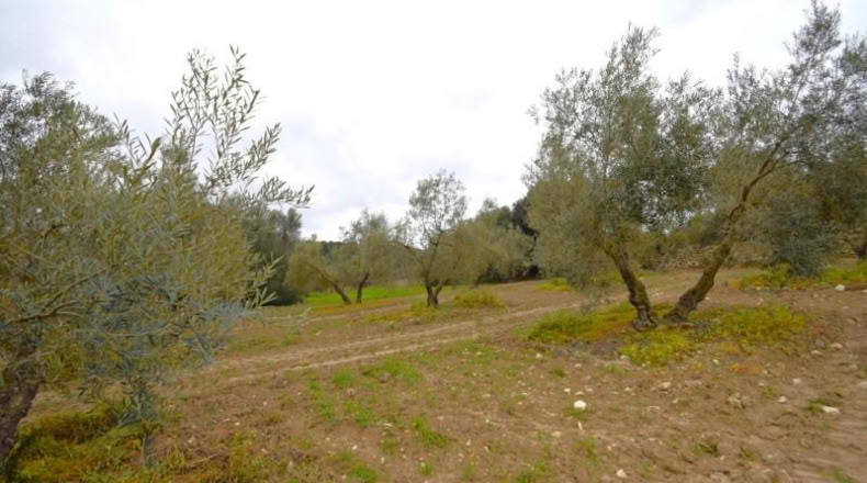 Balearic Islands - Llubí - 3603m2