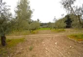 Non-developable land for sale on España, Llubí, ref: TR268902 photo