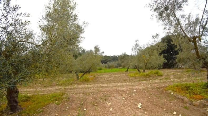 Balearic Islands - Llubí - 3603m2