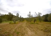 Non-developable land for sale on España, Llubí, ref: TR268902 photo