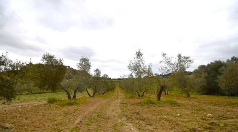 Balearic Islands - Llubí - 3603m2