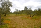 Non-developable land for sale on España, Llubí, ref: TR268902 photo
