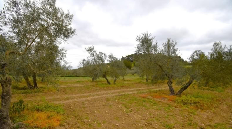Balearic Islands - Llubí - 3603m2