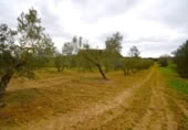 Non-developable land for sale on España, Llubí, ref: TR268902 photo
