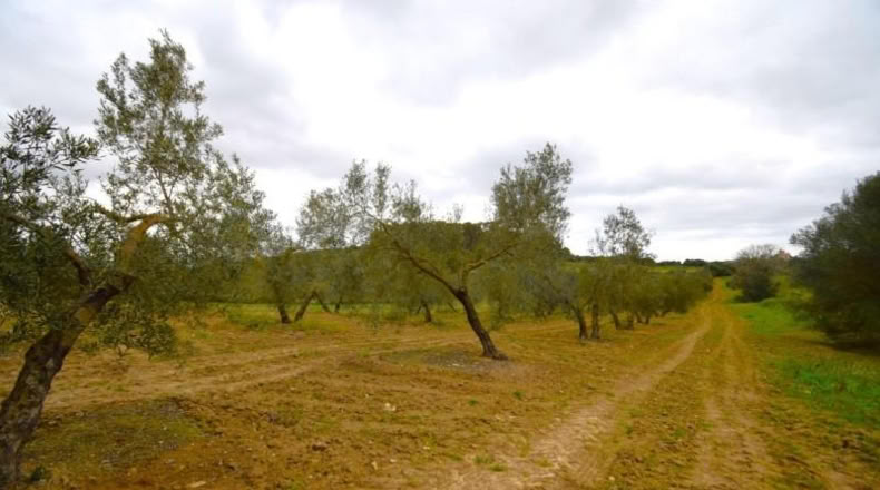 Balearic Islands - Llubí - 3603m2