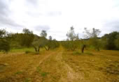 Non-developable land for sale on España, Llubí, ref: TR268902 photo