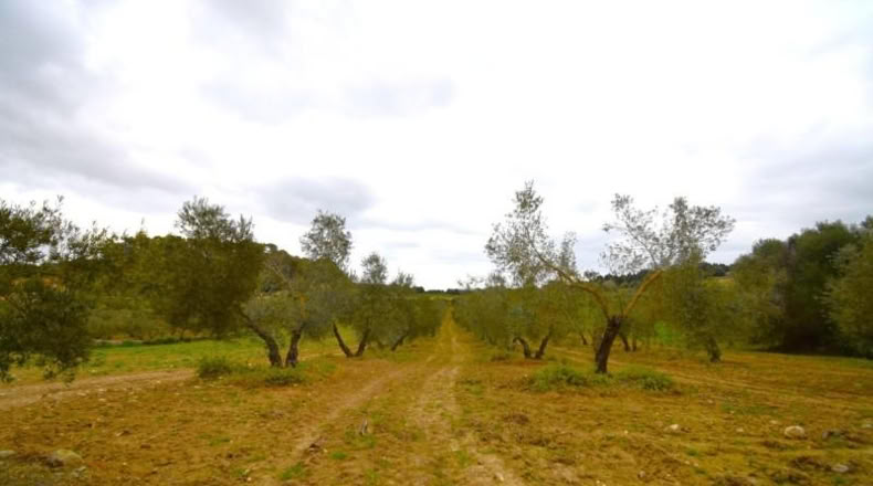Balearic Islands - Llubí - 3603m2