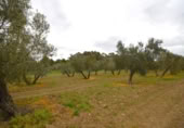 Non-developable land for sale on España, Llubí, ref: TR268902 photo