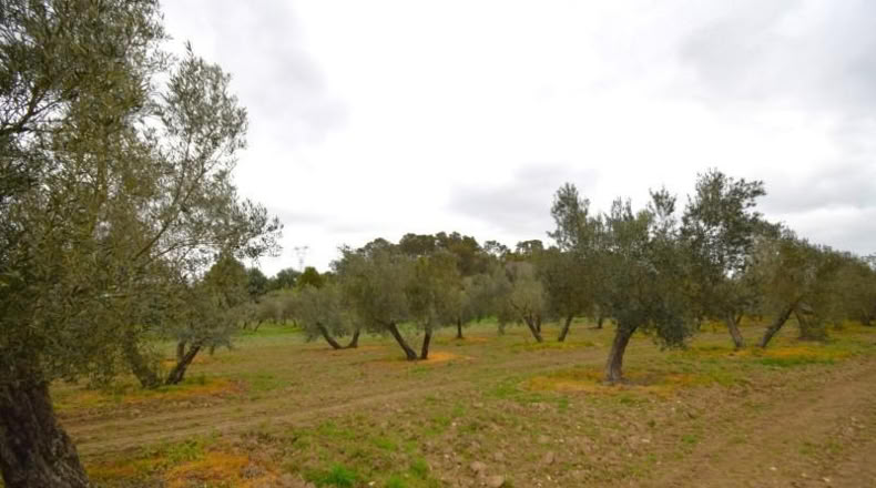 Balearic Islands - Llubí - 3603m2