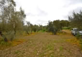 Non-developable land for sale on España, Llubí, ref: TR268902 photo