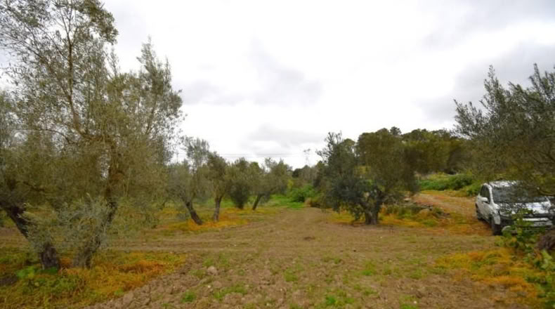 Balearic Islands - Llubí - 3603m2