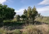 Terreny no urbanitzable en venda a la España, Múrcia, ref.: TR328688 foto