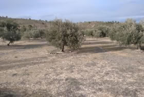 Calasparra 4377&nbsp;m² 
