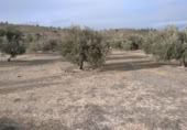 Terreny no urbanitzable en venda a la España, Calasparra, ref.: TR379461 foto