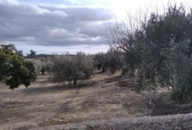 Calasparra 4377&nbsp;m² 