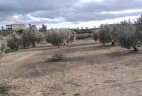 Calasparra 4377&nbsp;m² 