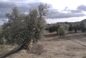 Calasparra 4377&nbsp;m² 
