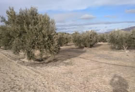 Calasparra 4377&nbsp;m² 