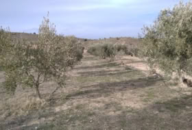 Calasparra 4377&nbsp;m² 