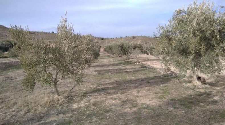 Мурсия - Calasparra - 4377m2