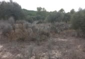 Terreny no urbanitzable en venda a la España, Benissanet, ref.: TR351082 foto