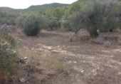 Terreny no urbanitzable en venda a la España, Benissanet, ref.: TR351082 foto